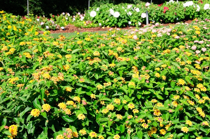 Landmark Lantana - Lantana camara 'Citrus' Landmark Lantana - Lantana camara 'Citrus'