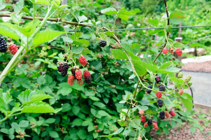 Blackberry - Rubus fruticosa 'Chester Thornless'