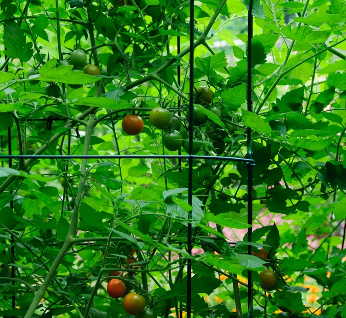 Tomato - Lycopersicon esculentum 'Orange Zinger' 