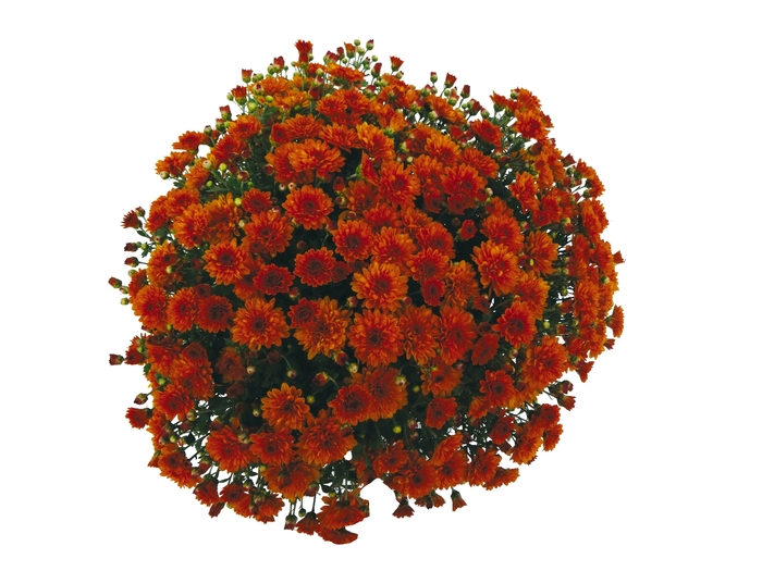 Garden Mum - Chrysanthemum Afterglow Orange Garden Mum - Chrysanthemum Afterglow Orange