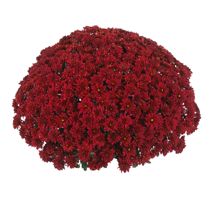 Garden Mum - Chrysanthemum Sunbeam Red Garden Mum - Chrysanthemum Sunbeam Red
