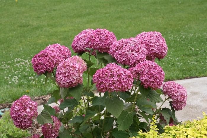 'Invincibelle Mini Mauvette®' Smooth Hydrangea - Hydrangea arborescens 'Invincibelle Mini Mauvette®' Smooth Hydrangea - Hydrangea arborescens