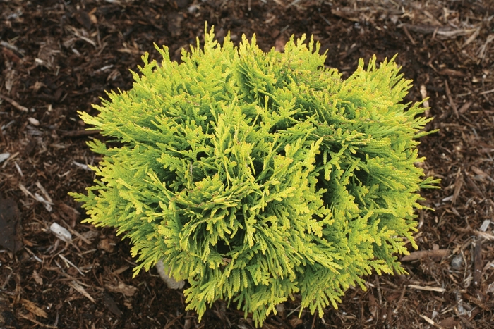 'Anna's Magic Ball®' Arborvitae - Thuja occidentalis