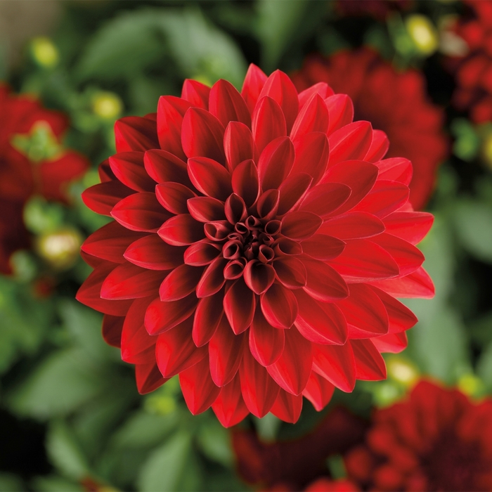 Grandalia™ Dark Red - Dahlia 