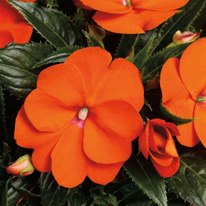 New Guinea Impatiens - Impatiens hawkeri 'Sonic Orange' New Guinea Impatiens - Impatiens hawkeri 'Sonic Orange'