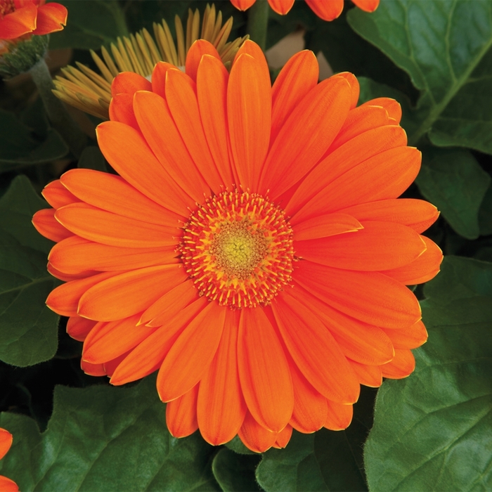 Gerbera Daisy - Gerbera jamesonii 'Jaguar Tangerine Light Eye' Gerbera Daisy - Gerbera jamesonii 'Jaguar Tangerine Light Eye'