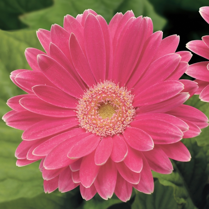 Gerbera Daisy - Gerbera jamesonii 'Jaguar Rose Picotee Light Eye' Gerbera Daisy - Gerbera jamesonii 'Jaguar Rose Picotee Light Eye'