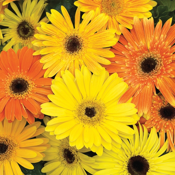 Gerbera Daisy - Gerbera jamesonii 'Jaguar Fire Dark Eye' Gerbera Daisy - Gerbera jamesonii 'Jaguar Fire Dark Eye'