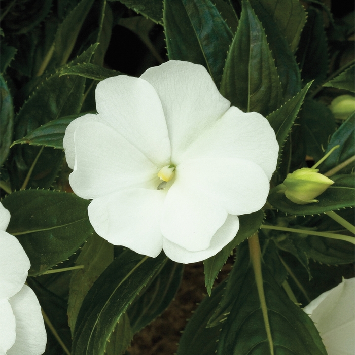 New Guinea Impatiens - Impatiens hawkeri 'Super Sonic® White' New Guinea Impatiens - Impatiens hawkeri 'Super Sonic® White'