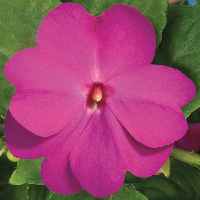 New Guinea Impatiens - Impatiens hawkeri 'Super Sonic® Lilac' New Guinea Impatiens - Impatiens hawkeri 'Super Sonic® Lilac'