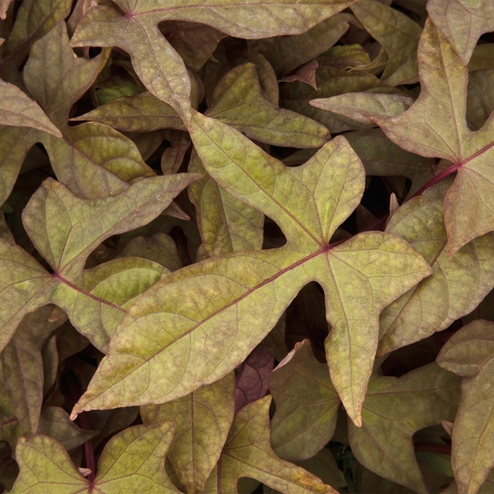 Sidekick™ 'Heart Bronze' - Ipomoea batatas (Sweet Potato Vine)