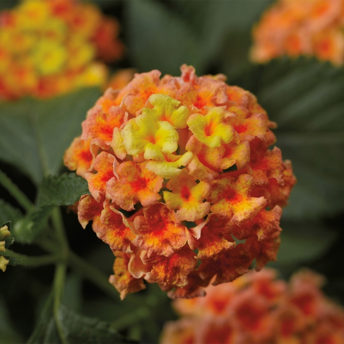 Bandana® 'Peach' - Lantana camara