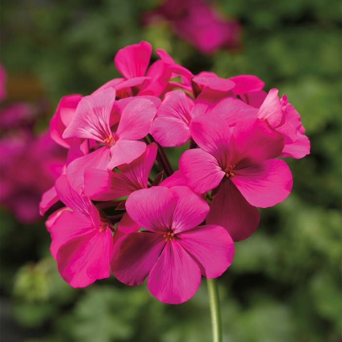 Caliente&reg; Lavender - Geranium, Ivy