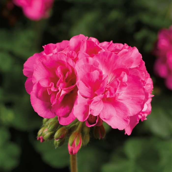Geranium, Ivy - Pelargonium 'Calliope® Large Pink' Geranium, Ivy - Pelargonium 'Calliope® Large Pink'
