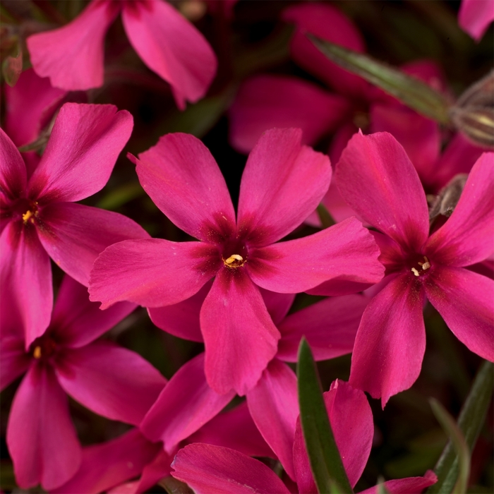 Creeping Phlox - Phlox subulata 'Scarlet Flame' 