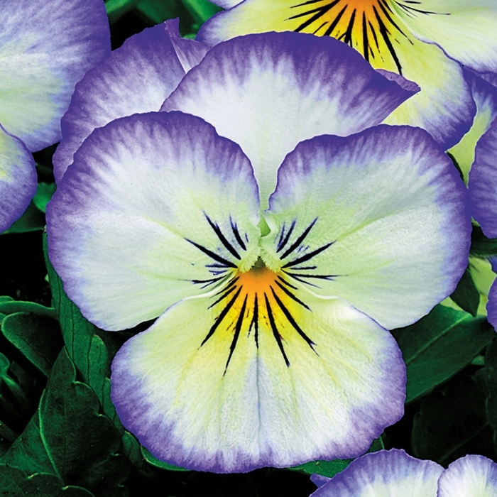 Pansy - Viola cornuta 'Penny Purple Picotee'