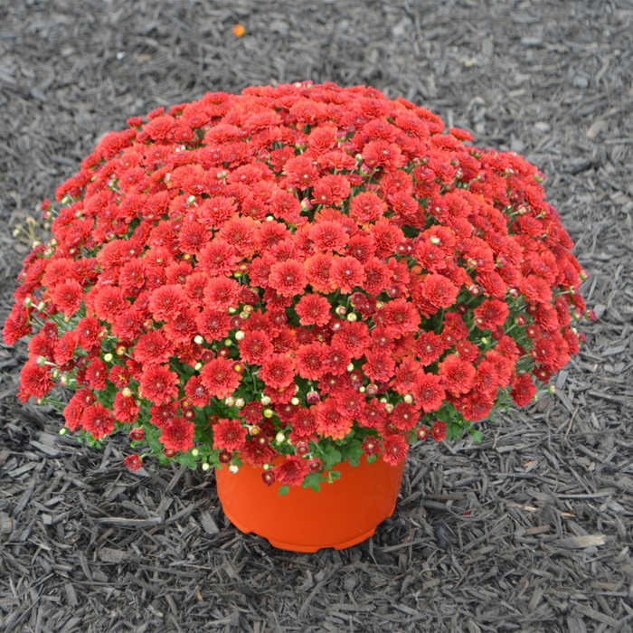 Garden Mum - Chrysanthemum x morifolium 'Aideen Red Fire' Garden Mum - Chrysanthemum x morifolium 'Aideen Red Fire'