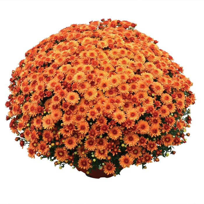 'Beverly™ Orange' Garden Mum - Chrysanthemum x morifolium