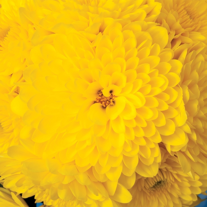 Garden Mums - Chrysanthemum x 'Cheryl Sparkling Yellow'