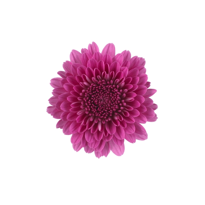 Garden Mums - Chrysanthemum x morifolium 'Cheryl Regal Purple'