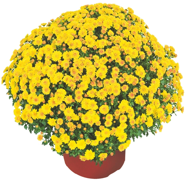Garden Mums - Chrysanthemum x morifolium 'Cheryl™ Golden'