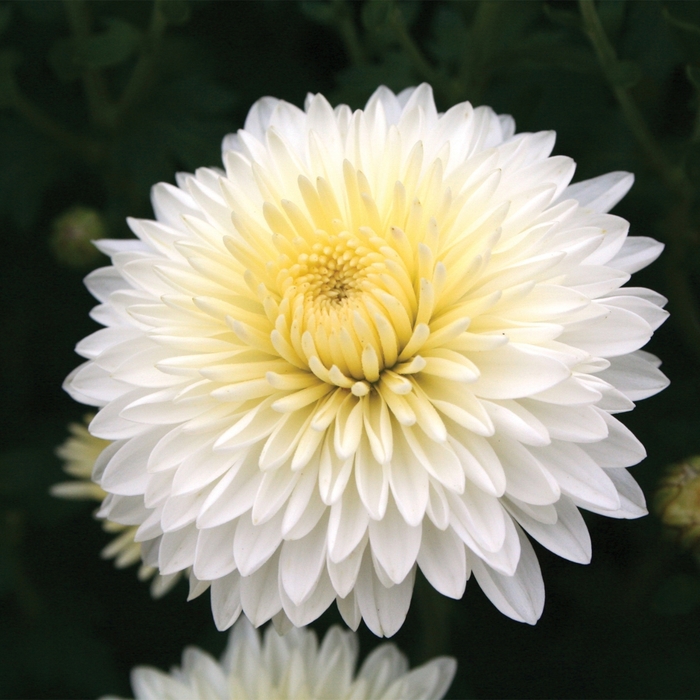 Garden Mums - Chrysanthemum x morifolium 'Cheryl™ Frosty'