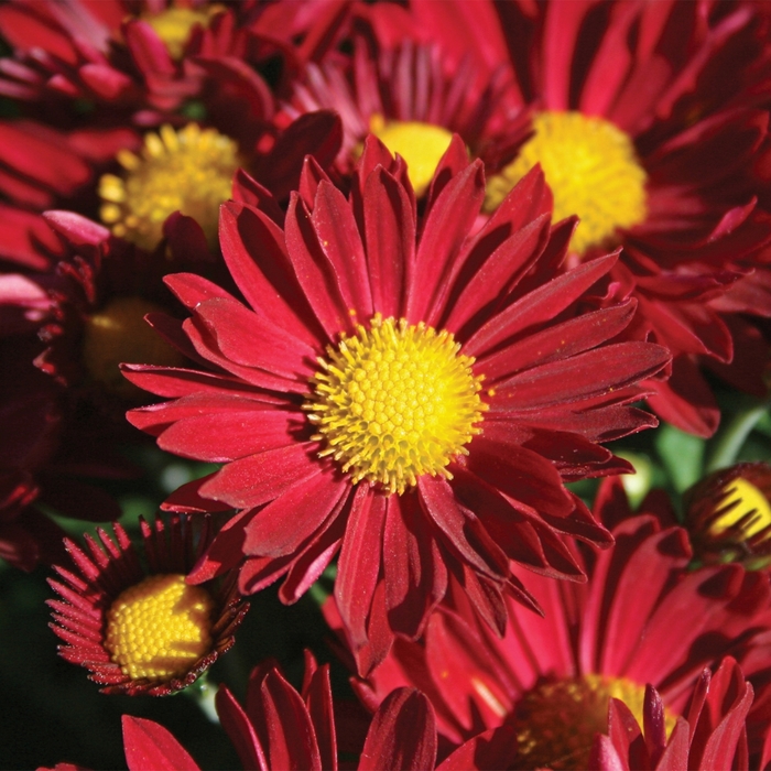 Edana Red - Chrysanthemum x morifolium 