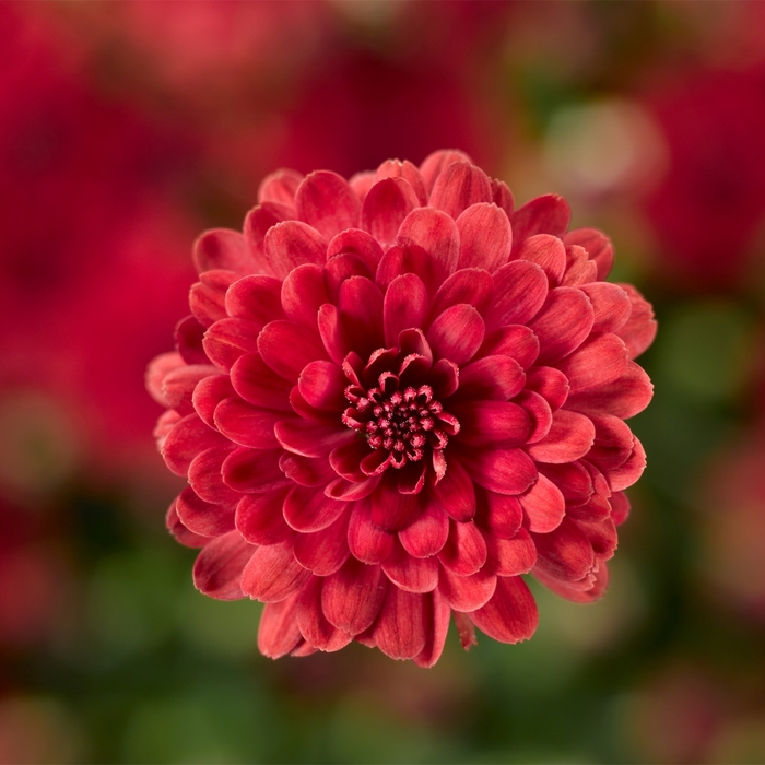 Garden Mum - Chrysanthemum x morifolium 'Danielle Red'