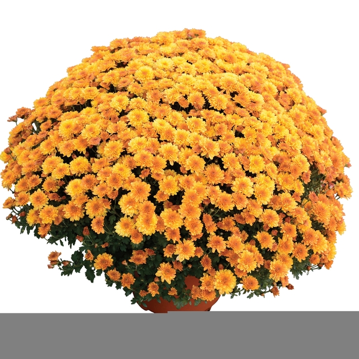 Garden Mum - Chrysanthemum 'Yvette Orange Bicolor' Garden Mum - Chrysanthemum 'Yvette Orange Bicolor'