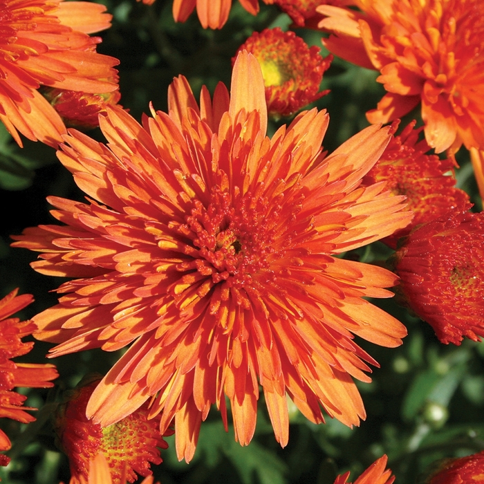 Garden Mum - Chrysanthemum 'Makenna™ Orange' Garden Mum - Chrysanthemum 'Makenna™ Orange'