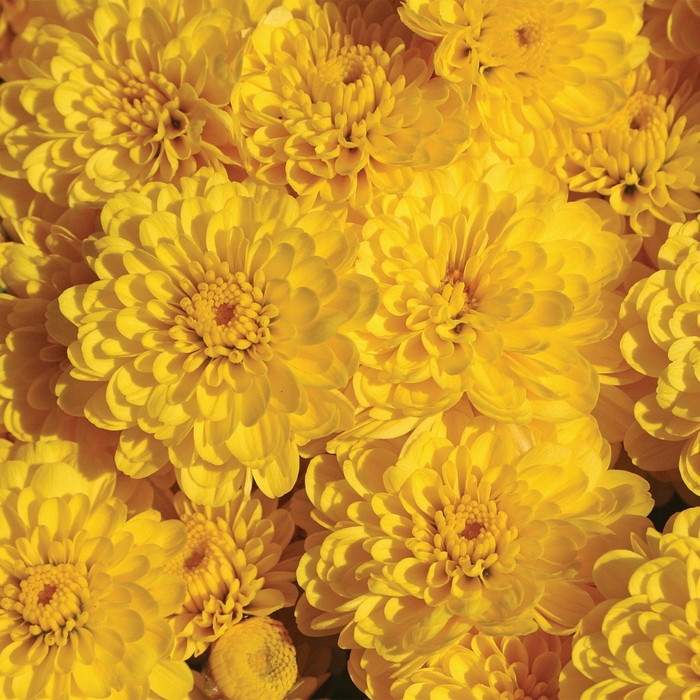 Garden Mums - Chrysanthemum x morifolium 'Gigi™ Yellow'
