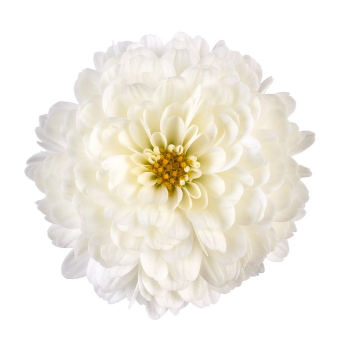 Garden Mums - Chrysanthemum x morifolium 'Gigi™ Snow'