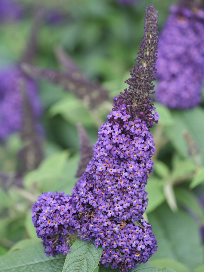 'Pugster Blue®' Butterfly Bush - Buddleia 