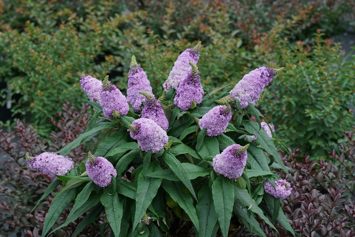 Pugster® Amethyst - Buddleia x Pugster® Amethyst - Buddleia x