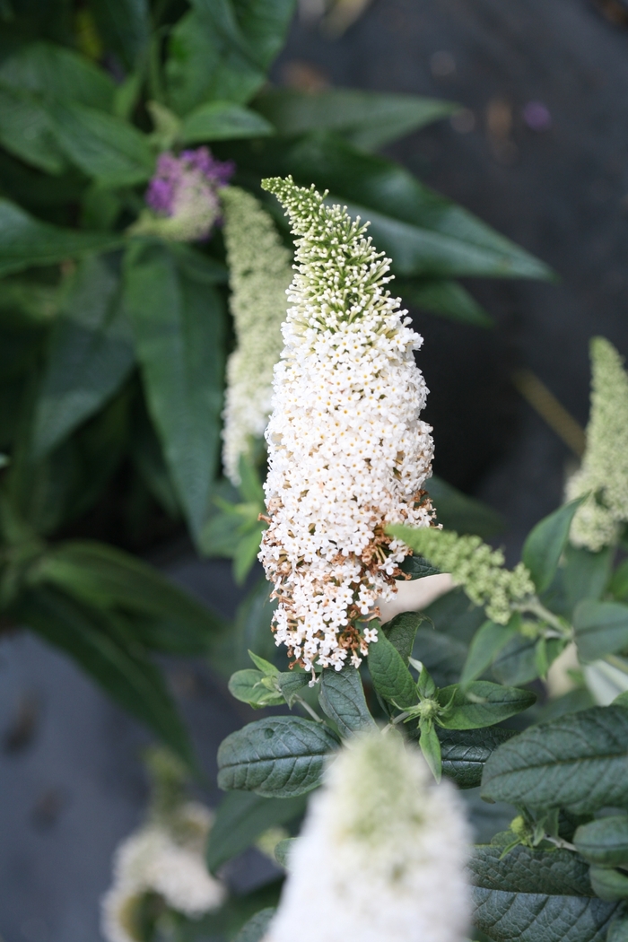 Butterfly Bush - Buddleia 