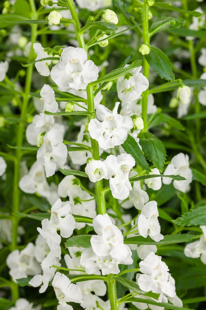 Summer Snapdragon - Angelonia 'Angelface® Super White'