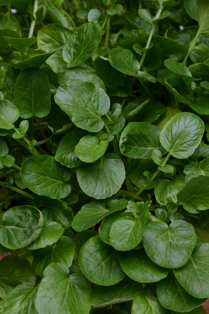 Cress - Barbarea verna 'Simply Salad' Cress - Barbarea verna 'Simply Salad'