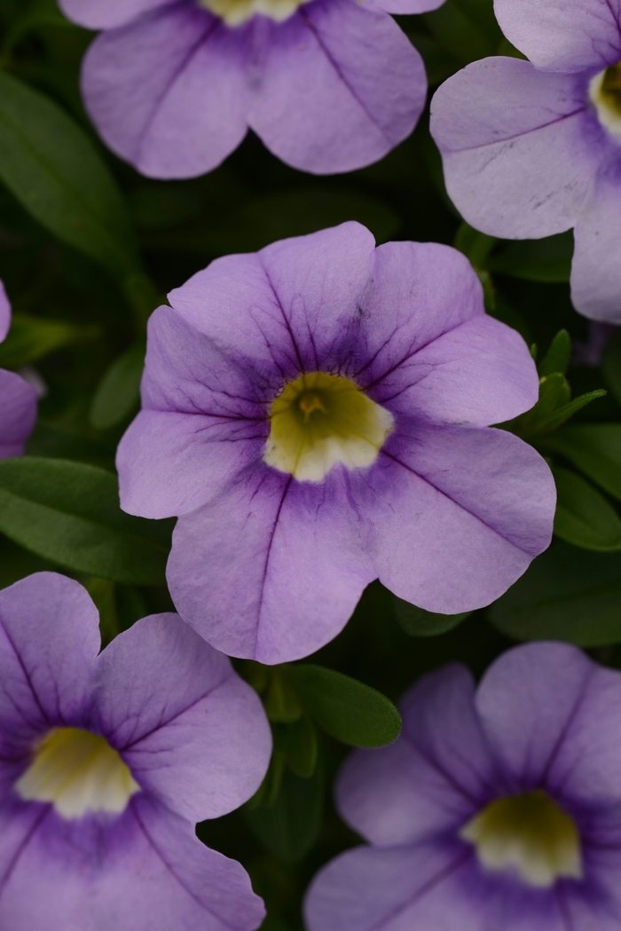 Cabaret® 'Sky Blue' - Calibrachoa (Mini Petunia)