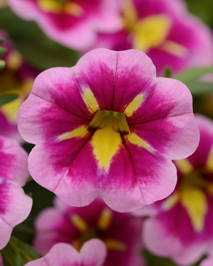 Bumble Bee™ 'Pink' - Calibrachoa (Mini Petunia)