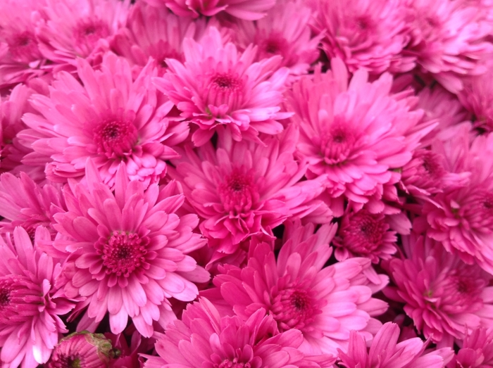 Jazzberry Pink - Chrysanthemum x morifolium