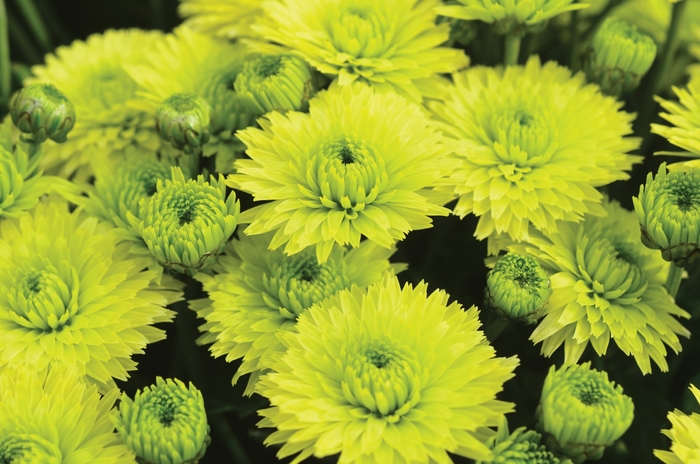 Key Lime Garden Mum - Chrysanthemum morifolium Key Lime Garden Mum - Chrysanthemum morifolium