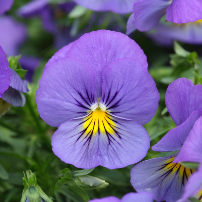 Cool Wave® 'Blue Skies' - Viola x wittrockiana (Spreading Pansy)