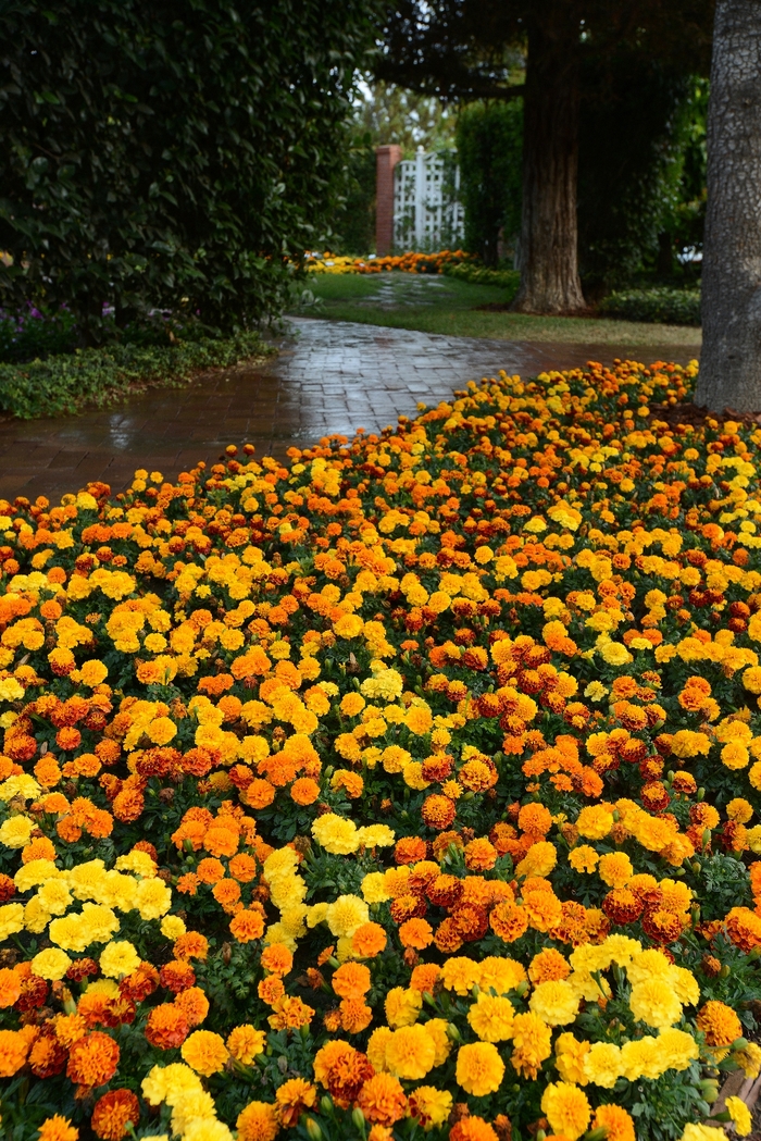 Hot Pak™ Mixture Heat-Tolerant Extra-Dwarf Crested French Marigold - Tagetes patula Hot Pak™ Mixture Heat-Tolerant Extra-Dwarf Crested French Marigold - Tagetes patula