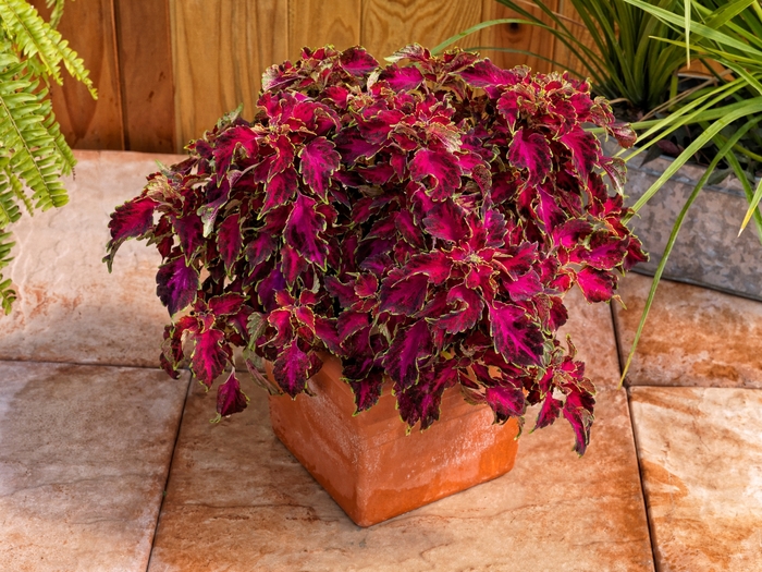 Coleus 'Ruby Punch' | Party Time™ Coleus | Ebert's Greenhouse