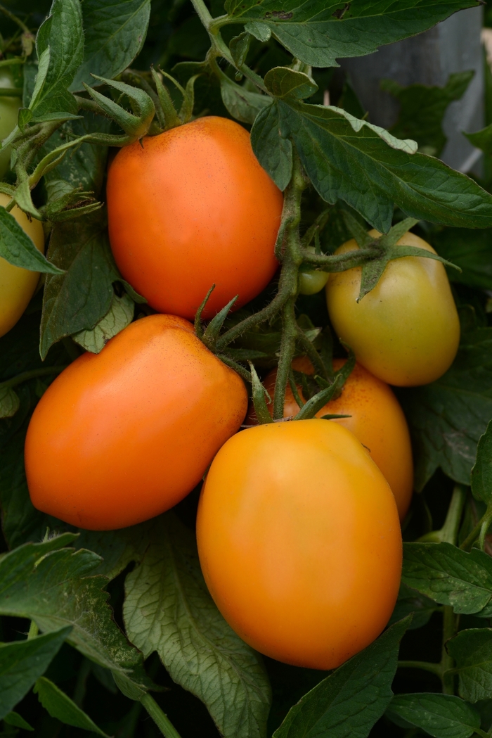 Tomato - Lycopersicon esculentum 'Sunrise Sauce' 