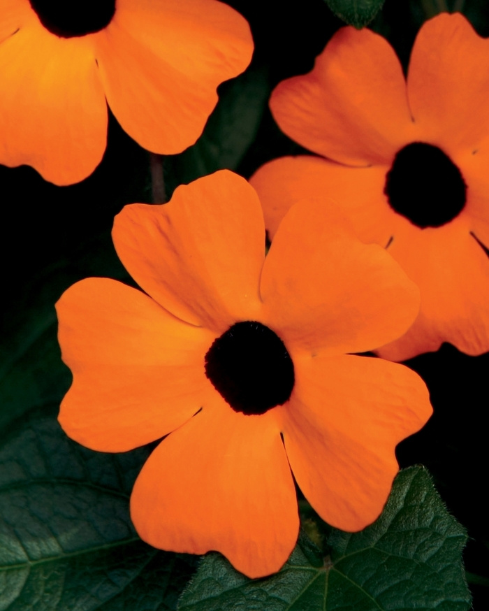 'Orange A-Peel®' Black-Eyed Susan Vine - Thunbergia alata