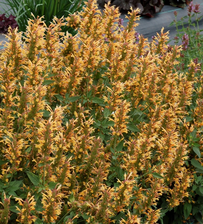 Agastache - Agastache (Hummingbird mint) Kudos™ 'Gold'