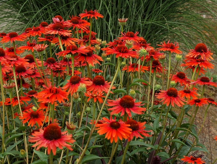 Prairie Pillars™ Coneflower - Echinacea 'Hot Lava' Prairie Pillars™ Coneflower - Echinacea 'Hot Lava'