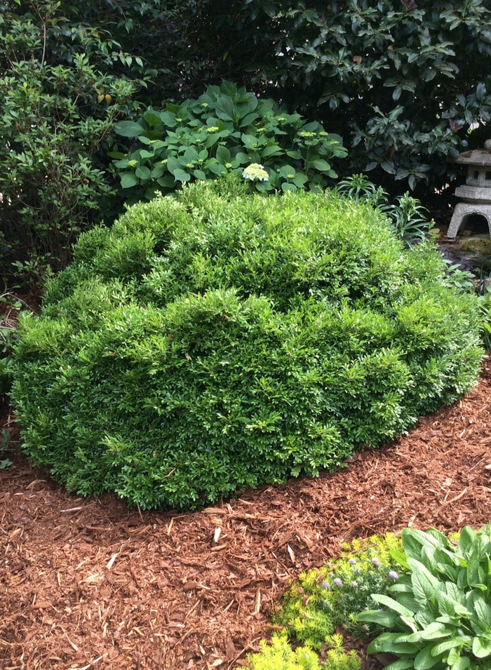 Boxwood - Buxus x 'Emerald Knoll' Boxwood - Buxus x 'Emerald Knoll'