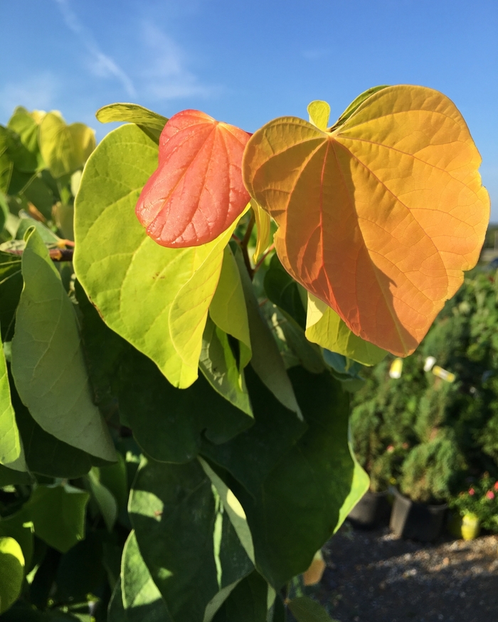 'The Rising Sun™' Redbud - Cercis canadensis 'The Rising Sun™' Redbud - Cercis canadensis